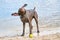 Detailed German Shorthaired Pointer stands on the sand. The dog shakes off after swimming in the blue lake. Ears and