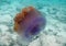 Detailed giant beautiful jellyfish in shallow water in Indian Ocean