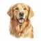 Detailed Golden Retriever Head Drawing In 32k Uhd Style