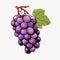 Detailed Grape Cartoon Illustration With Botanical Style