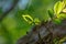 Detailed Green Spring Leaves and Sky Background