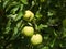 Detailed green summer apples on the tree before harvest