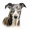 Detailed Greyhound Portrait: Realistic Charcoal Drawing On Isolated White Background