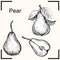 Detailed hand drawn ink black and white illustration of pear. sketch. Vector eps 8