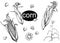 Detailed hand drawn ink black and white illustration set of of corn, grain, stalk, leaf. sketch. Vector.