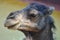 The detailed head of the old cute camel in the zoo garden