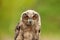 A detailed head of a six week old owl chick eagle owl. Orange eyes stare into the camera