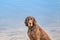 Detailed headshot of a German Short haired Pointer, GSP dog sitting on the beach of a lake during a summer day. He looks