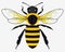 Detailed Honey Bee Vector Illustration