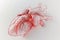 Detailed Human Heart Anatomy Model Illustration with Transparent Tissues on White Background