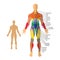 Detailed illustration of human muscles. Exercise and muscle guide. Gym training.