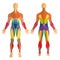 Detailed illustration of human muscles. Exercise and muscle guide. Gym training. Front and rear view.