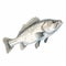 Detailed Illustration Of Large Bass On White Background