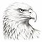 Detailed Illustration Of A White Bald Eagle Head In Pencil