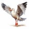 Detailed Illustration Of A White Gull In Dynamic Pose