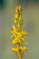 Detailed image of Bog Asphodel flower