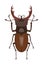 Detailed image of deer beetle. Vector illustration