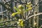 Detailed image of the flower buds on a pear tree