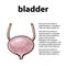 Detailed image of human bladder