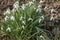 Detailed Image of a Small Cluster of Early Spring Snowdrops Galanthus nivalis in February Sunshine, Great Torrington, Devon, Eng