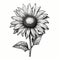 Detailed Ink Drawing Of A Sunflower: Realistic Chiaroscuro Illustration