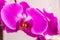 detailed inside inflorescence purple orchid flower - phalaenopsis