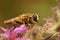 Detailed lateral closeup on the large tiger hoverfly, Helophilus trivittatus