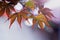 Detailed leaves of japanese maple with beautiful bokeh