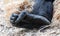 The detailed look at foot of western lowland gorilla