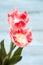 Detailed look at pink tulip petals, delicate and enchanting. Pink tulips flowers on blue wooden background. Spring flowers