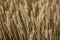 Detailed Macro of Barley Spike