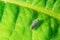 Detailed macro of candy-striped leafhopper on green leaf - vivid blue and red stripes on insect with an almost 3-d pattern look -