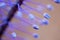 A detailed macro close up of a flowering blue and purple Agapanthus plant, showing the intricate detail of the buds