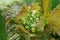 Detailed macro closeup on the emerging flower buttons of the garlic mustard, Alliaria petiolata