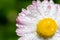 Detailed macro photo of blossoming daisy with yellow core. Floral blurred background with copy space