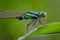 Detailed macro photo of Blue tail damselfly