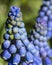 Detailed macro photo of a Muscari plant aka blue grape hyacinth