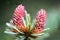 Detailed macro picture of a flowering common spruce