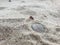 A detailed macro portrait of a grey blue seashell in the sand on a beach.