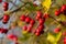 A detailed macro shot capturing the vibrant red hawthorn berries in their autumn splendor. These ripe berries are not only