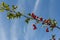 A detailed macro shot capturing the vibrant red hawthorn berries in their autumn splendor. These ripe berries are not only