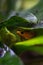 Detailed macro shot of a colorful poison dart frog in a terrarium