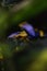 Detailed macro shot of a colorful poison dart frog in a terrarium