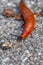 Detailed macro shot of an orange slug creeping on the ground