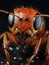 detailed macro shot of an red ant insect face