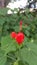 A detailed macro shot of a red turkcap flower.