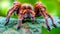 Detailed macro shot of tarantula in natural habitat, showcasing intricate spider details