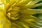 Detailed macro shot of a yelow dahlia flower