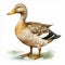 Detailed Mallard Illustration: Hyper-realistic Shading And Charming Character