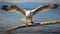 Detailed Marine Views: Seagull Gripping Stick With Flapping Wings